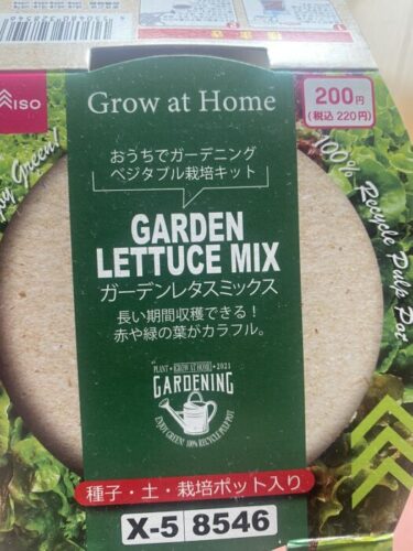 ２００円のレタス栽培キット　観察日記
