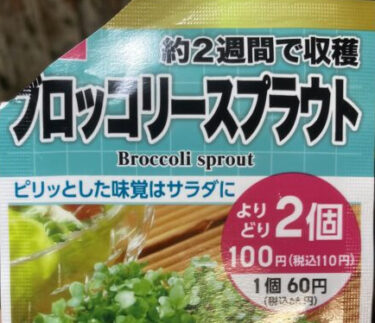 ブロッコリースプラウト水耕栽培　観察日記