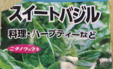 スイートバジル　水耕栽培　観察日記
